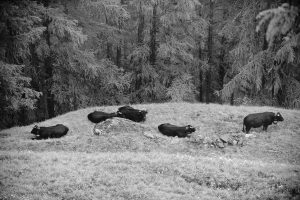Vaches dans le Valais Suisse