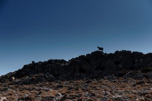 crete chèvre en silhouette