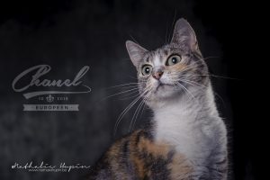 photographe animaux chat hainaut