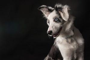 border collie photographié en studio sur fonds noir