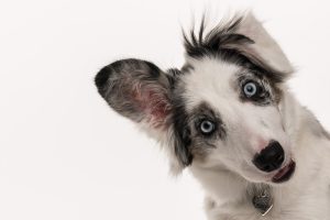 border collie photographié en studio sur fonds blanc