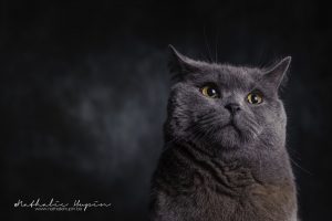 photographe animaux chat namur