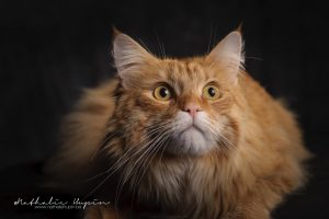 photographe animaux chat brabant wallon