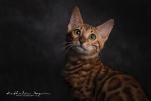 photographe animaux chat belgique