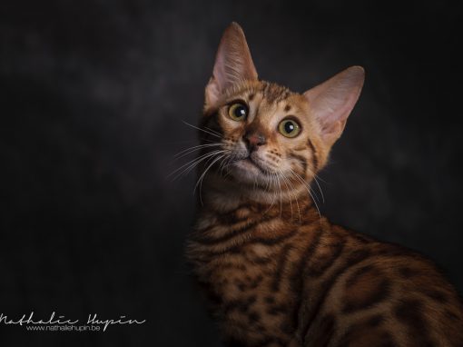 Photographie animalière