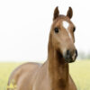 Cheval alezan portrait