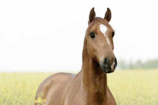 Cheval alezan portrait