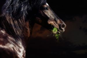 cheval sur un fonds noir