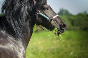 cheval noir qui galope