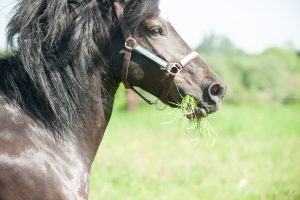 photo d'un cheval noir