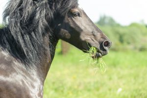 cheval noir galopant