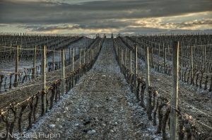 vignobles à Narbonne