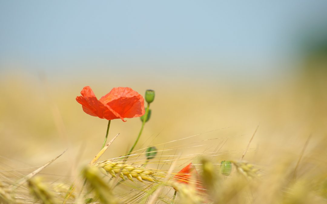 Formation photo niveau avancé