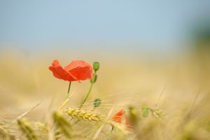 formation en photographie coquelicots