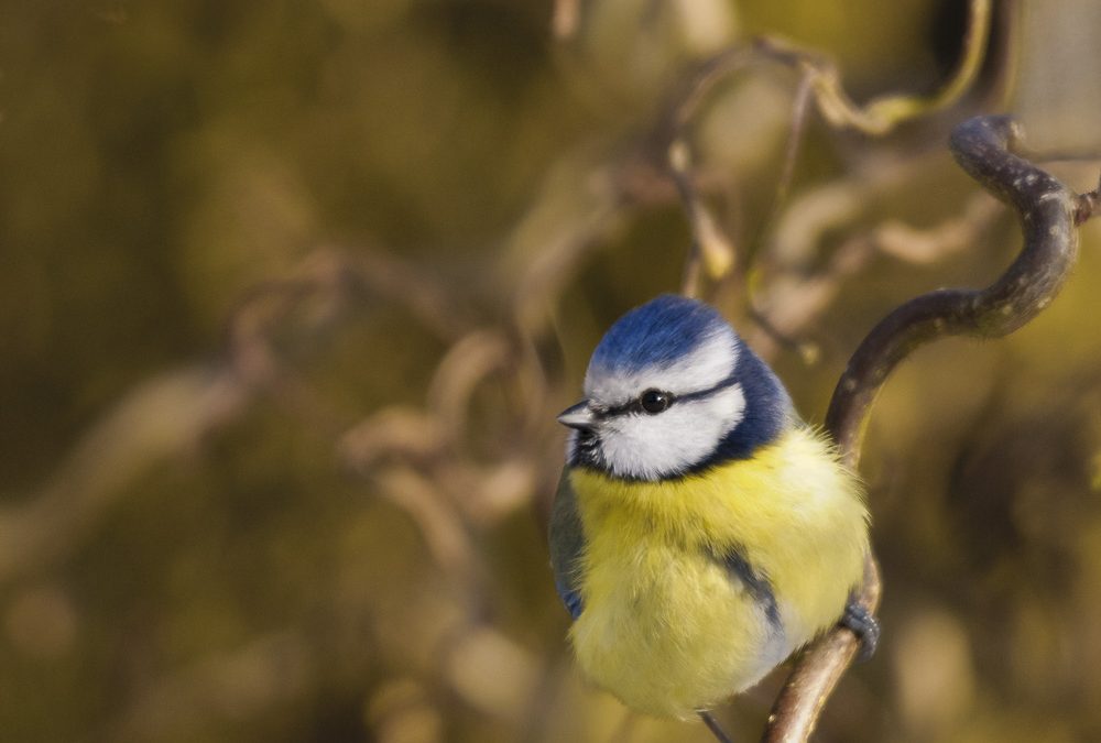 Mise au point – Formation en photographie niveau débutant