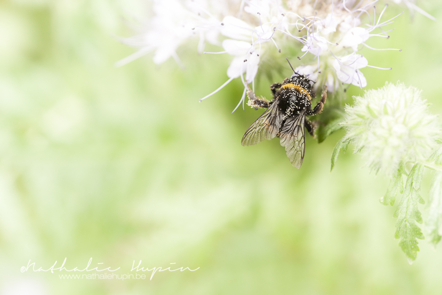 formation en photographie oublier le mode p