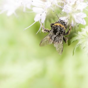 formation en photographie intro à la photo abeille