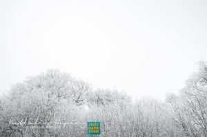 photo de neige arbres nathalie hupin photographe