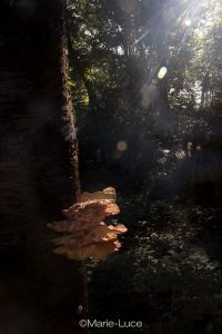 atelier photo lightroom