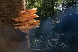 formation photo sur le thème de la nature