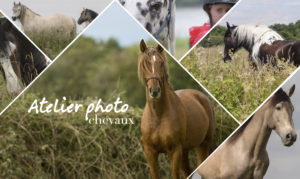 atelier formation photo chevaux