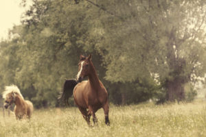 chevaux au galop