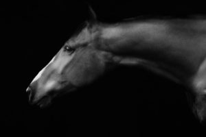portrait cheval fineart en noir et blanc