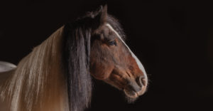 chuck cheval pie sur fonds noir