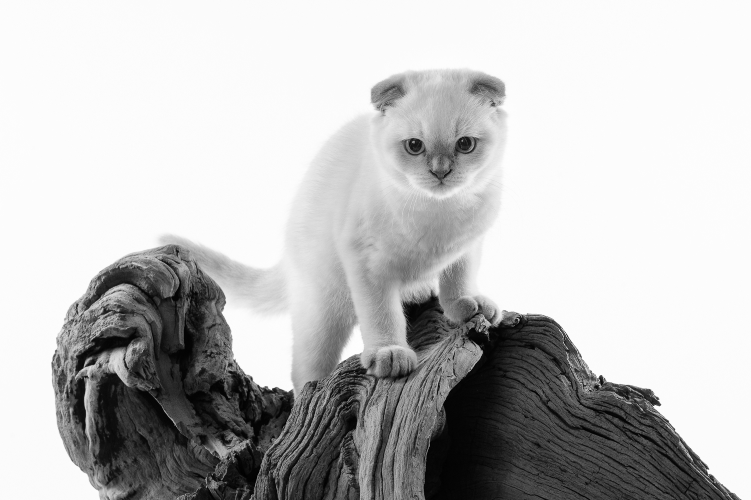 photographe animaux chat brabant wallon