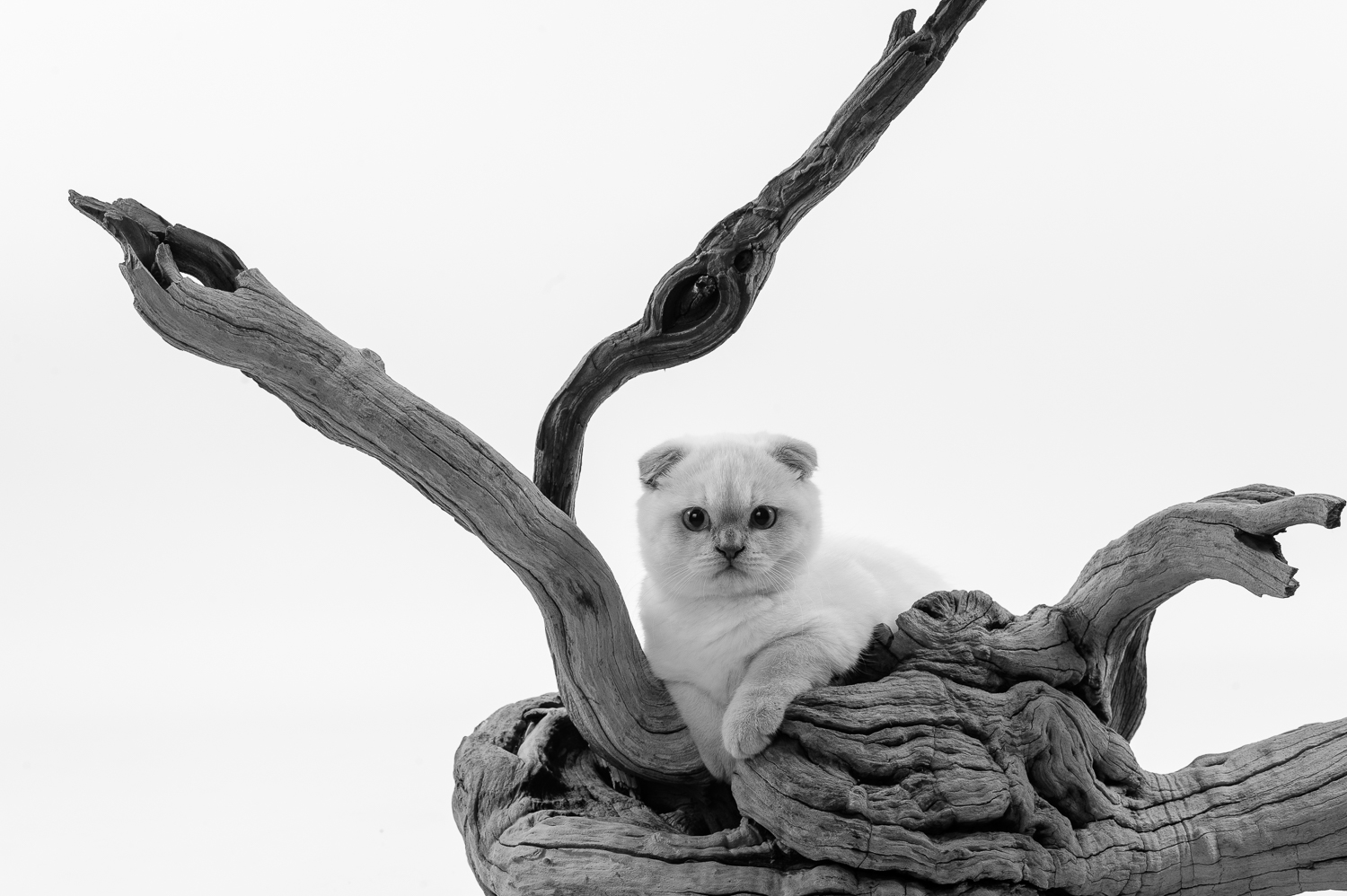 portrait d'un chaton scottish en studio