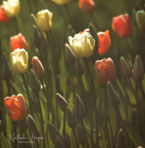 tulipes