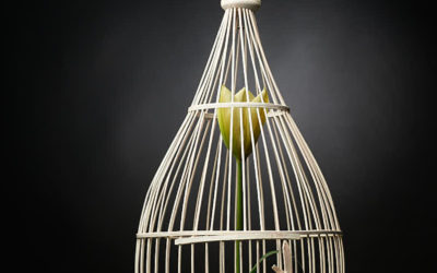 Divoc, journal de bord de Covid-19 en Belgique