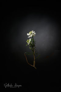 corbeille d'argent fleur blanche covid-19