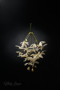 divoc covid-19 clematite armandii blanche