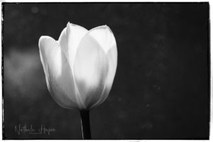 tulipe blanche