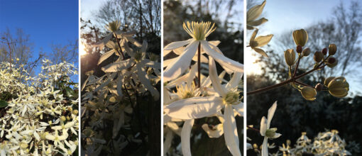 fleurs clematite