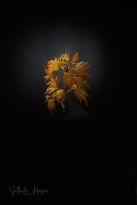 erable du japon covid19 divoc