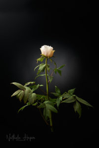 pivoine arbustive divoc covid19