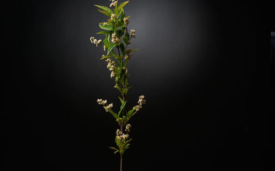 Divoc, 10 avril 2020