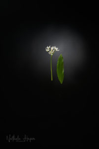 feuille fleur ail des ours