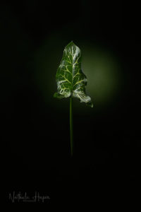 arum italicum divoc covid19