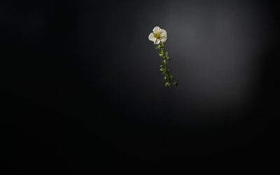 Divoc, 17 avril 2020