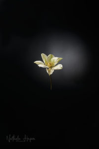 clematite covid-19 divoc
