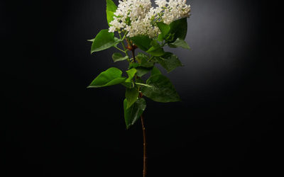 Divoc, 18 avril 2020