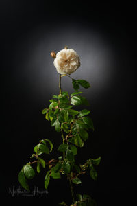rose blanche, covid-19, divoc