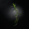 estragon covid19 divoc