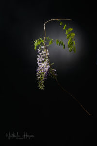 glycine