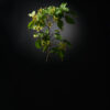 cornus kousa burger divoc covid19