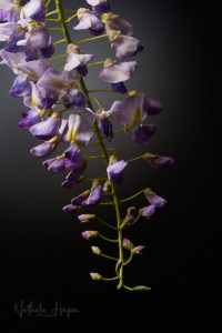 glycine