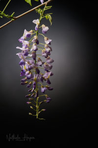 glycine